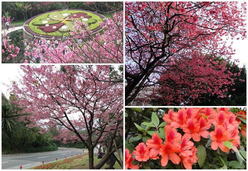 best taipei travel yangmingshan flower sakura - 台北攻略：欢乐台北自由行！