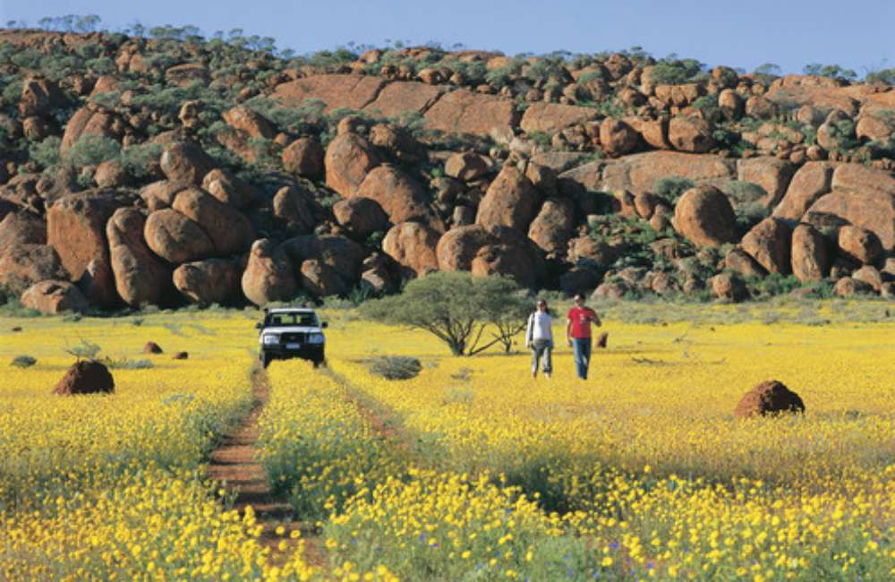 Western Australias Wildflower Hotspots 10 - 发掘西澳花季热点：W.Australia Wildflower Hotspots