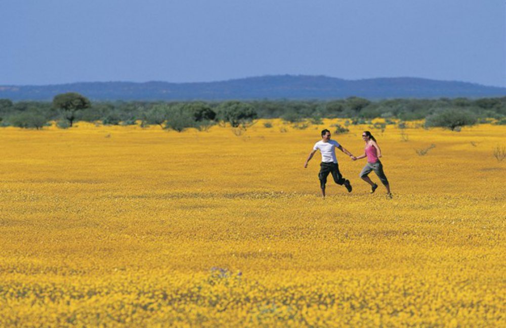 Western Australias Wildflower Hotspots 2 - 发掘西澳花季热点：W.Australia Wildflower Hotspots