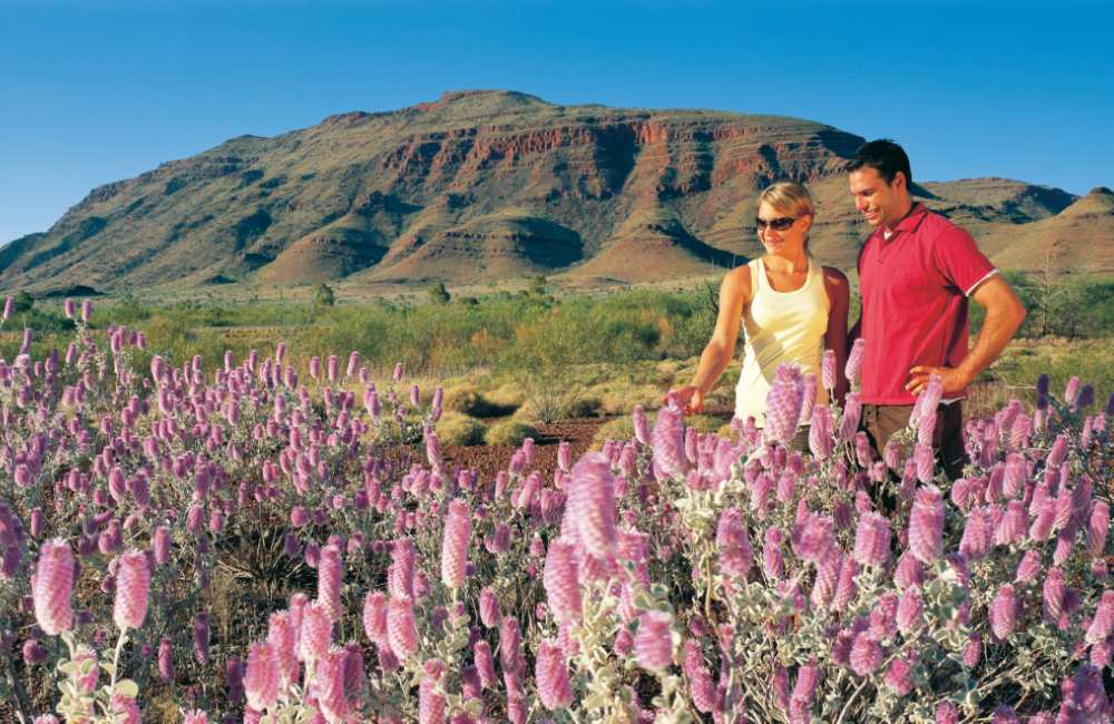 Western Australias Wildflower Hotspots 3 - 发掘西澳花季热点：W.Australia Wildflower Hotspots