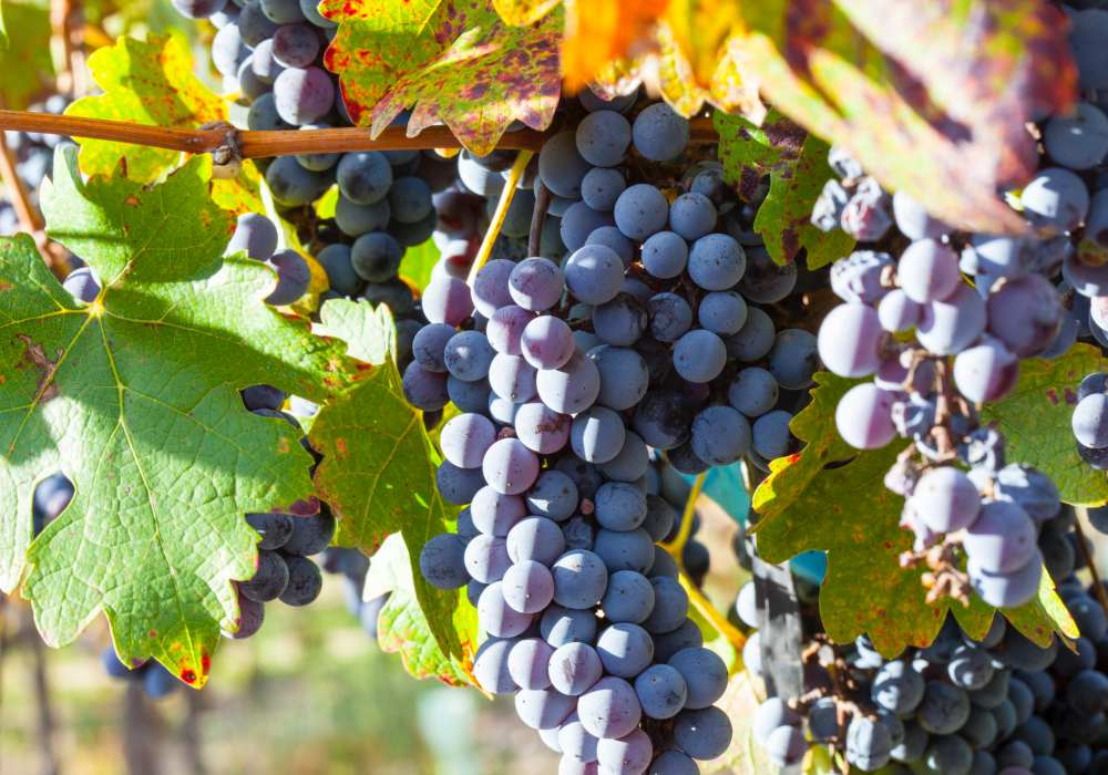 get to know about malbec red wine food pairing 001 - 认识法国原产,却因阿根廷闻名的 Malbec get to know about malbec red wine food pairing 001 - 认识法国原产,却因阿根廷闻名的 Malbec