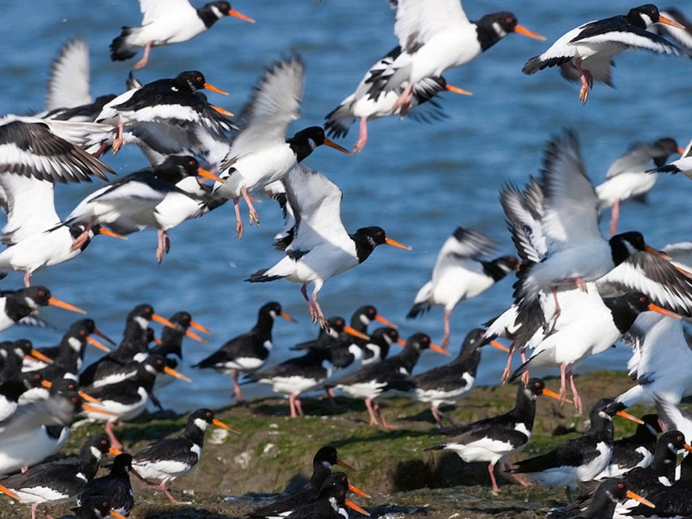 the wadden sea birds flying close up - 宣扬自然水资源保育理念，ORIS 推出“瓦登海”限量版腕表