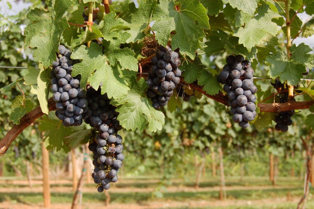 Cabernet Sauvignon - 葡萄酒指南：7大葡萄酒品种，让新手快速懂喝