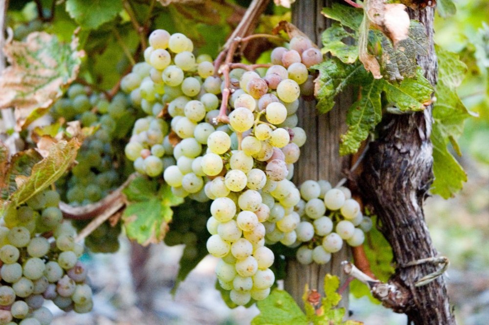 Riesling - 葡萄酒指南：7大葡萄酒品种，让新手快速懂喝