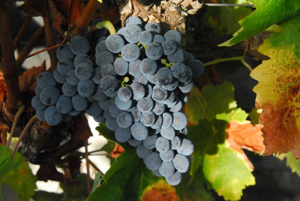 Syrah／Shiraz - 葡萄酒指南：7大葡萄酒品种，让新手快速懂喝