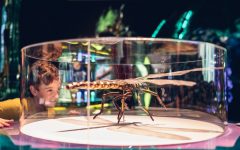 bug lab exhibition melbourne museum 1 240x150 - Bug Lab 昆虫比人类还巨大！