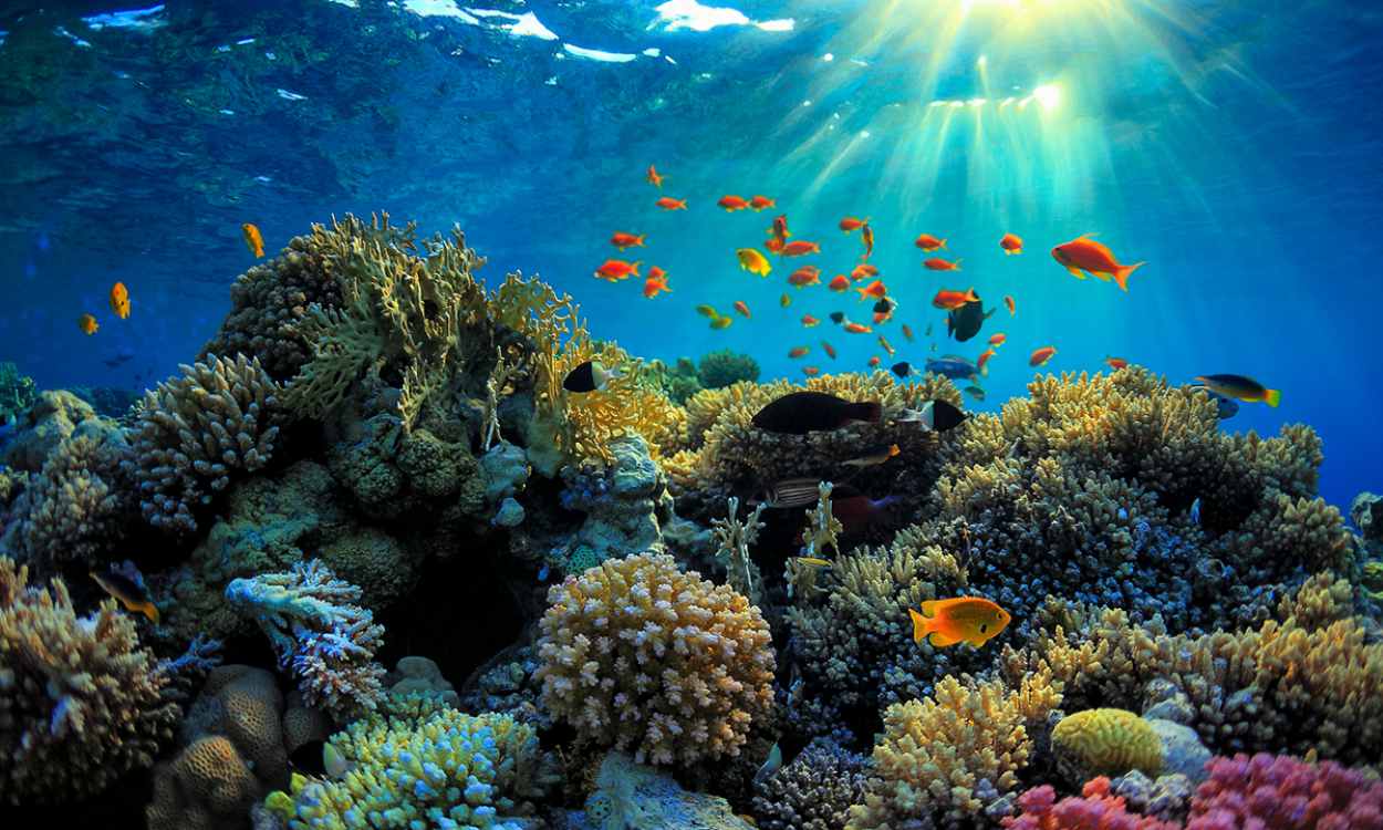 Sea Paradise Great Barrier Reef Travel Cover - Sea Paradise：畅游大堡礁海洋乐园