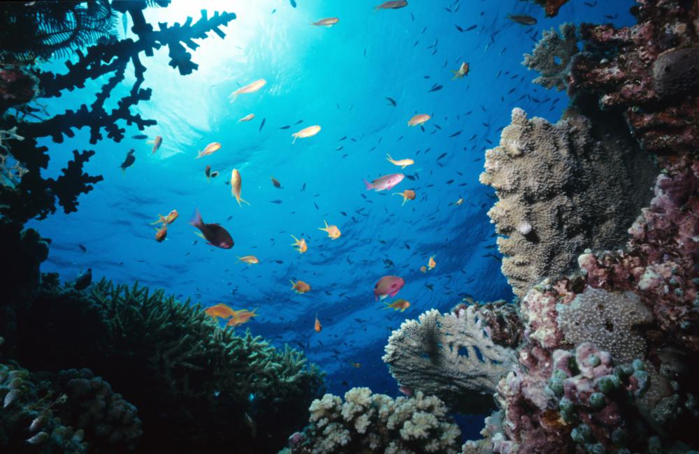 Under the sea Great Barrier Reef Sea Paradise - Sea Paradise：畅游大堡礁海洋乐园