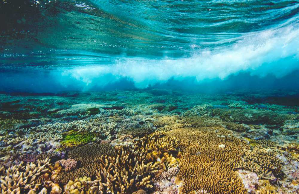 sea wave sea paradise great barrier reef - Sea Paradise：畅游大堡礁海洋乐园
