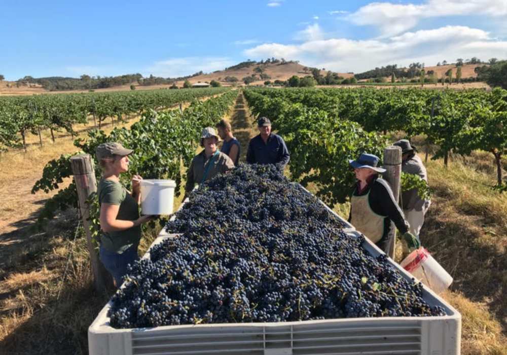 nsw biodynamic wineries wallington 01 - 2020 的惬意慢游：到 NSW 体验葡萄酒庄之旅
