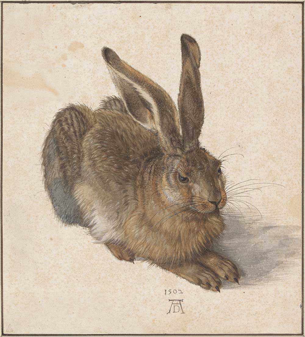 albrecht durer hare 1502 - K’s Art: 只有“逼真”的艺术才是好艺术吗？