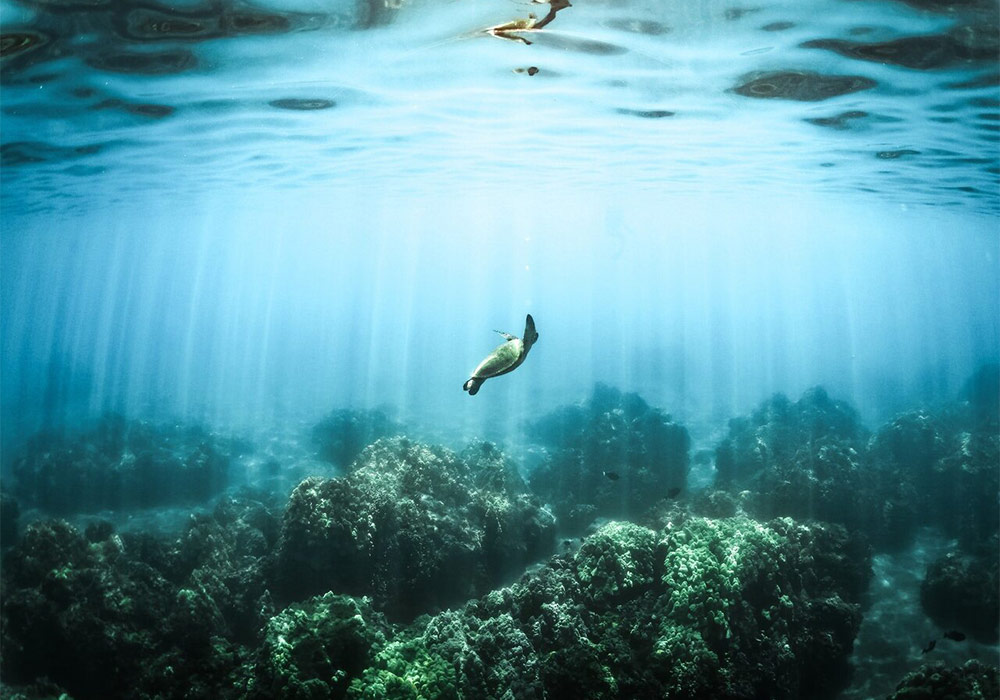 ocean deep - 五部海洋电影，让你领会海洋的神秘与魅力