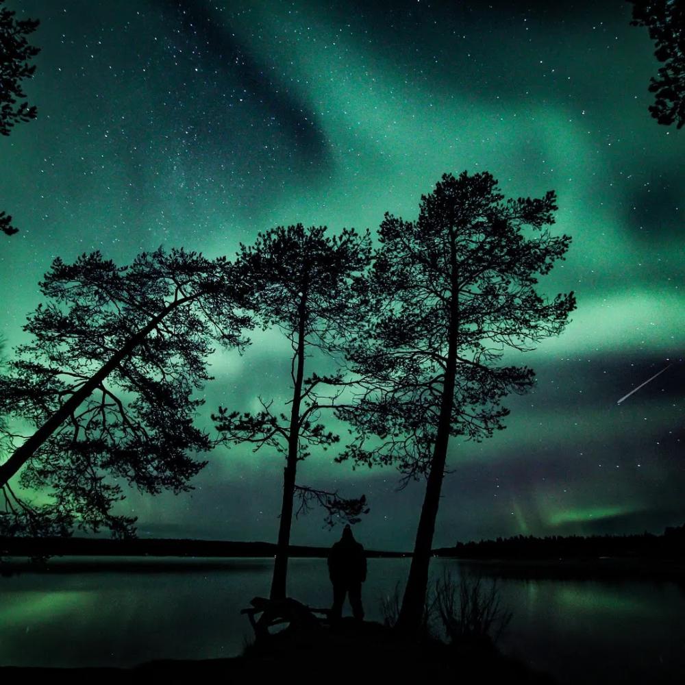 a few trees are the subject but the backdrop is undoubtedly the northern lights - 带上你最爱的人到芬兰Rovaniemi看浪漫的北极光！