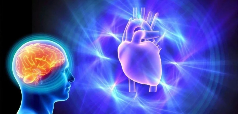 the brain and heart rate - 我们应该如何面对与处理焦虑？