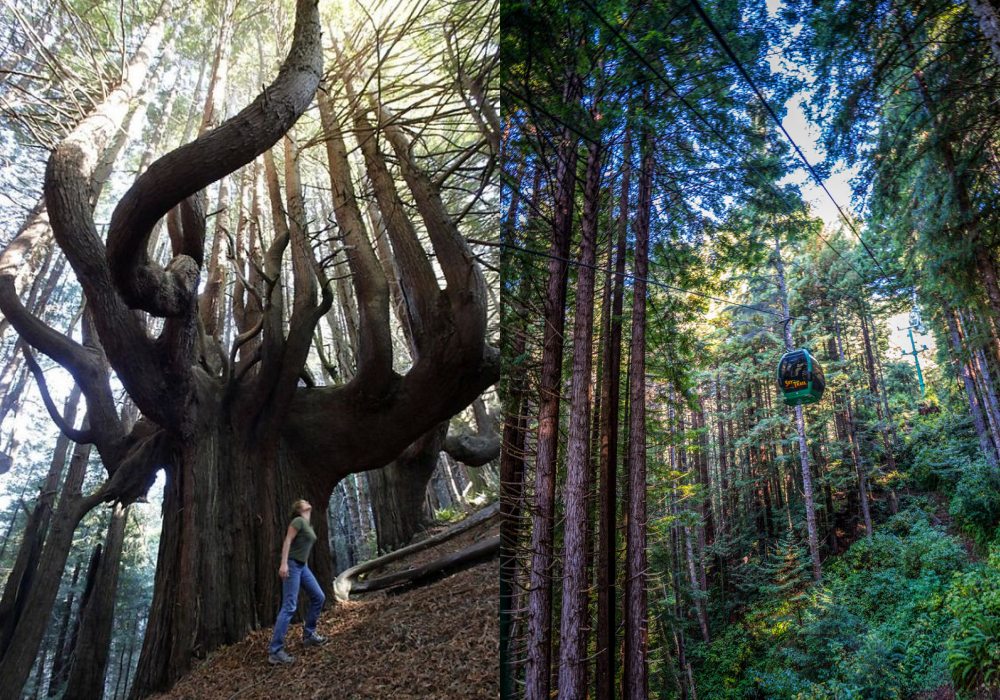 美国the Trees Of Mystery 神秘之树公园 感受壮观大自然 Kingssleeve