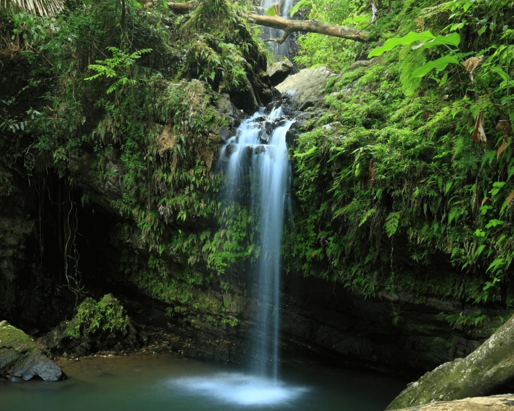 el yunque national forest puerto rico 1 - 2022年值得一探的6个国外旅游区
