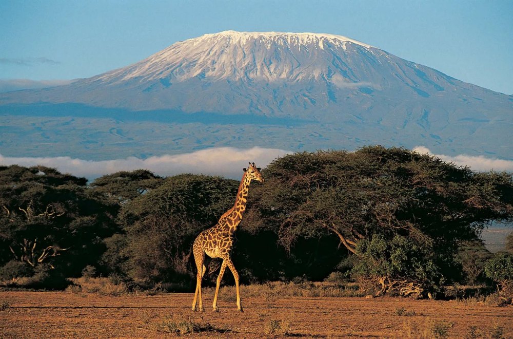 Mount Kilimanjaro Tanzania - 寻觅之行！世界8大登山路线
