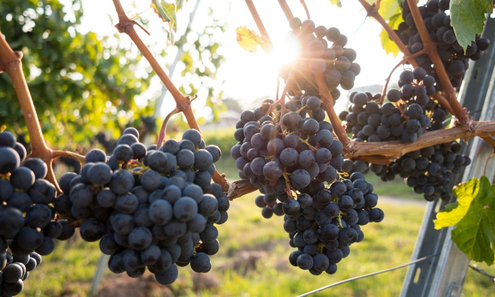 Wine Grape Variety - 葡萄酒指南：7大葡萄酒品种，让新手快速懂喝